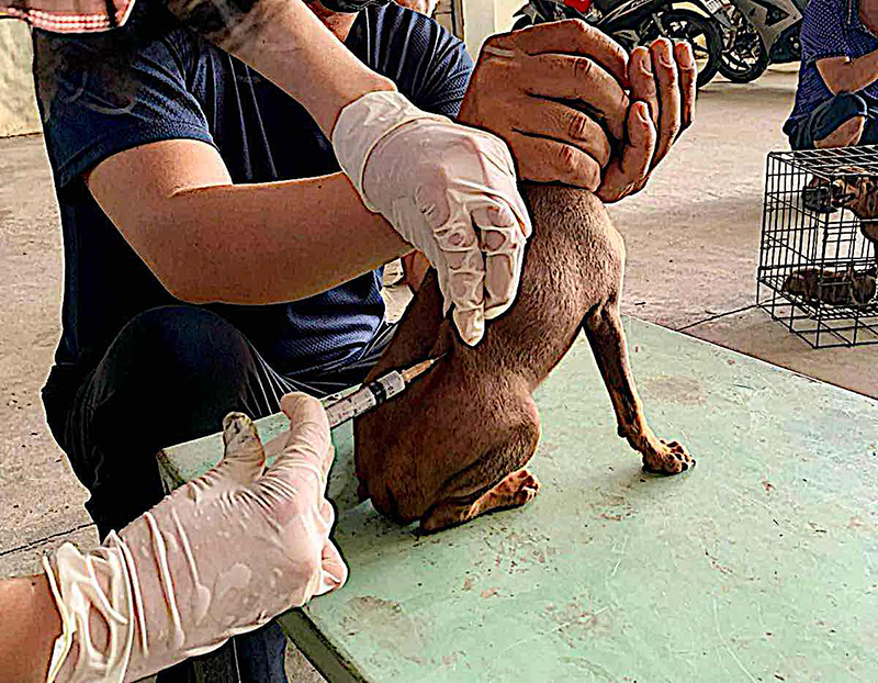 xu-tri-vet-thuong-dung-khi-bi-cho-meo-can-de-phong-benh-dai-2